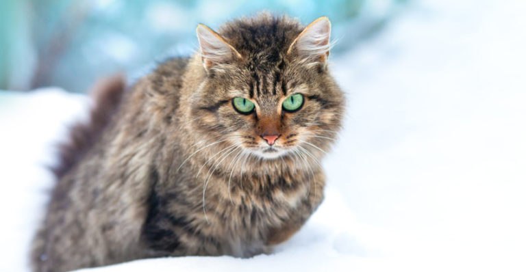 Sibirische Waldkatze aus dem Tierheim 🅾️ tierheim.com